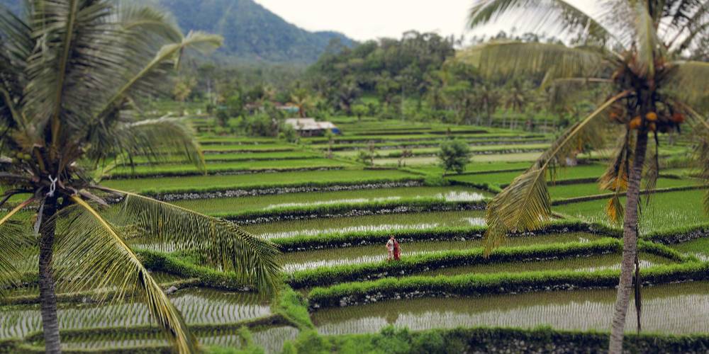 Stunning terraced rice paddies in Ubud, Bali, with lush green landscapes