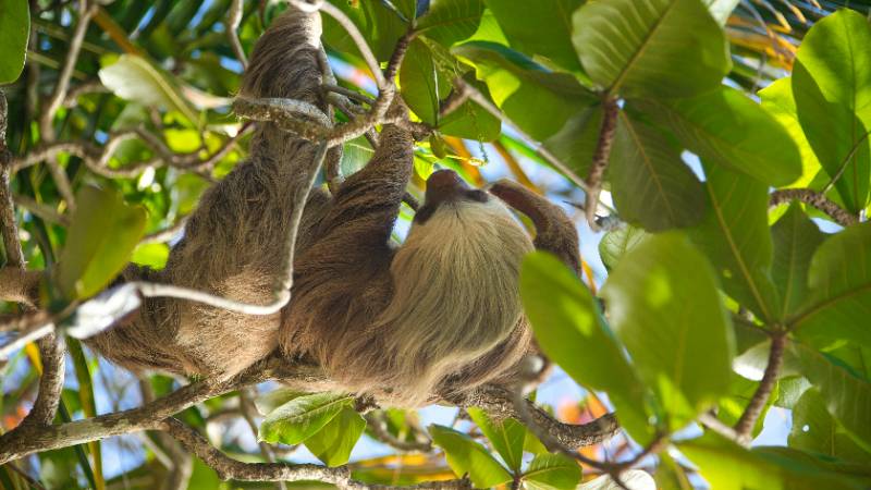 A sloth hanging from a tree in the lush rainforest of Costa Rica