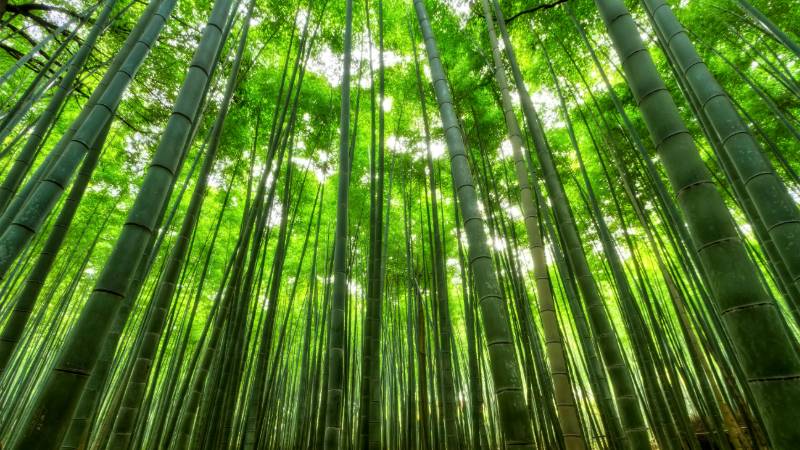 Walking through the towering stalks of the Arashiyama Bamboo Grove in Kyoto