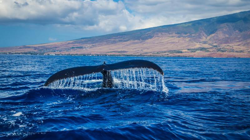 A humpback whale breaching during a whale watching tour in Maui