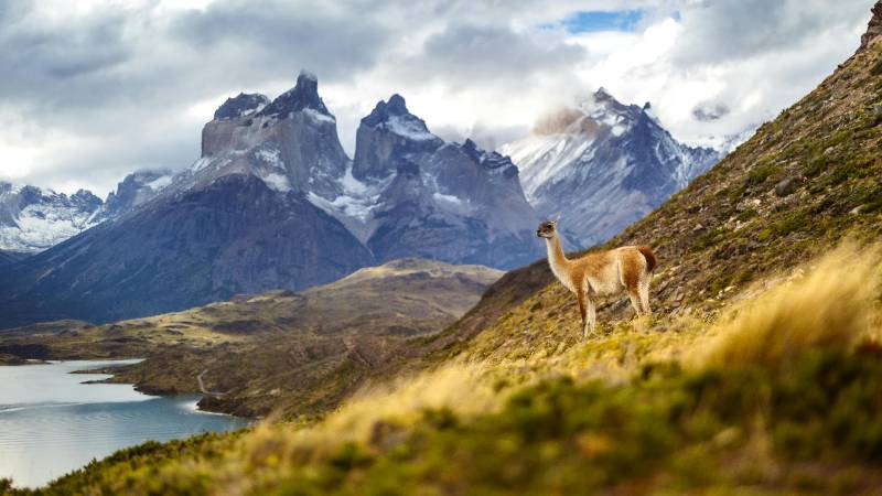 Guanacos grazing with the dramatic peaks of Torres del Paine in the background, Patagonia, Chile