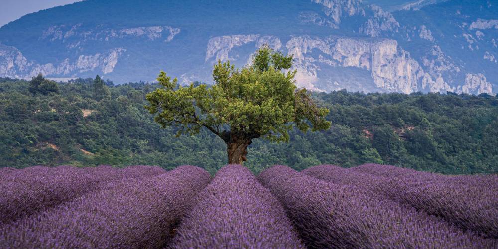 Expansive fields of blooming lavender in Valensole, Provence, France