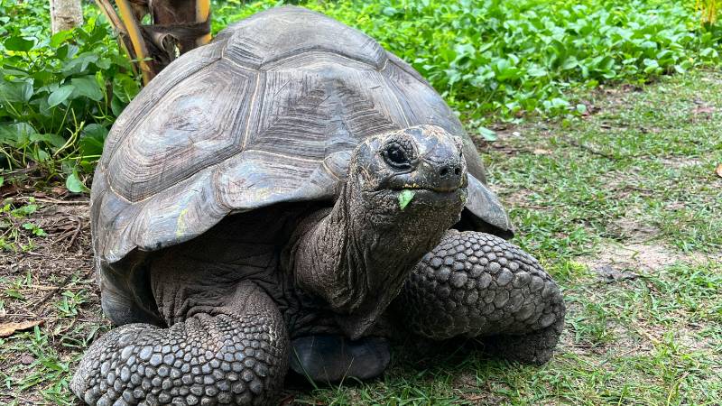 A giant Aldabra tortoise, one of the unique wildlife species in the Seychelles